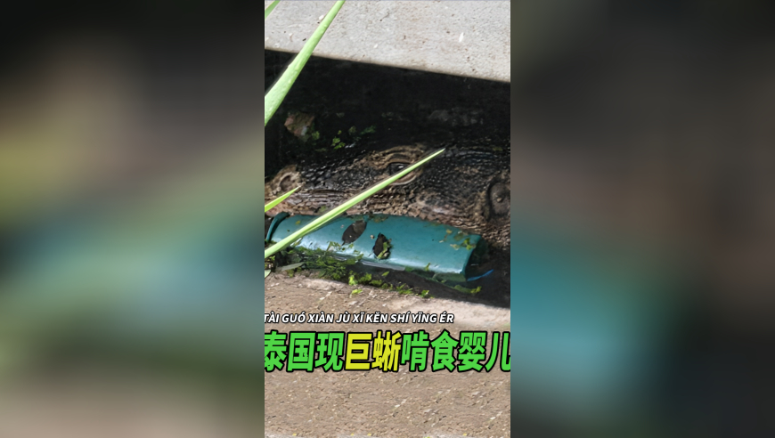 管家婆2025年一马中,60秒看中国智造齐聚一堂,决策资料解释落实_标清版V11.71